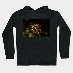 Abstract Dandelion in Warm Colors Hoodie